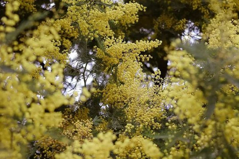 Esperienza di Raccolta della Mimosa