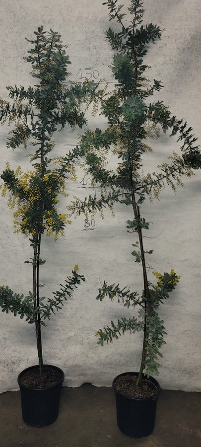 Pianta Mimosa Baileyana Purpurea