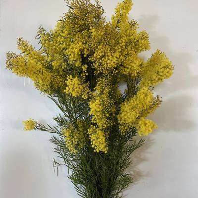 Mimosa Chiar di Luna fiorita