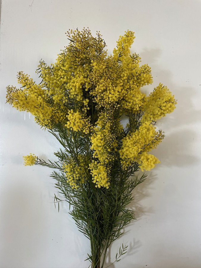 Mimosa Chiar di Luna fiorita