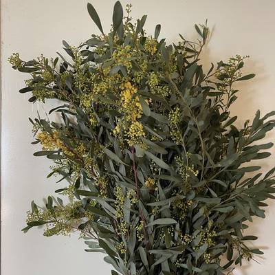 Mimosa Glauca Fiorita