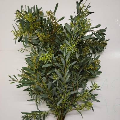 Mimosa Glauca