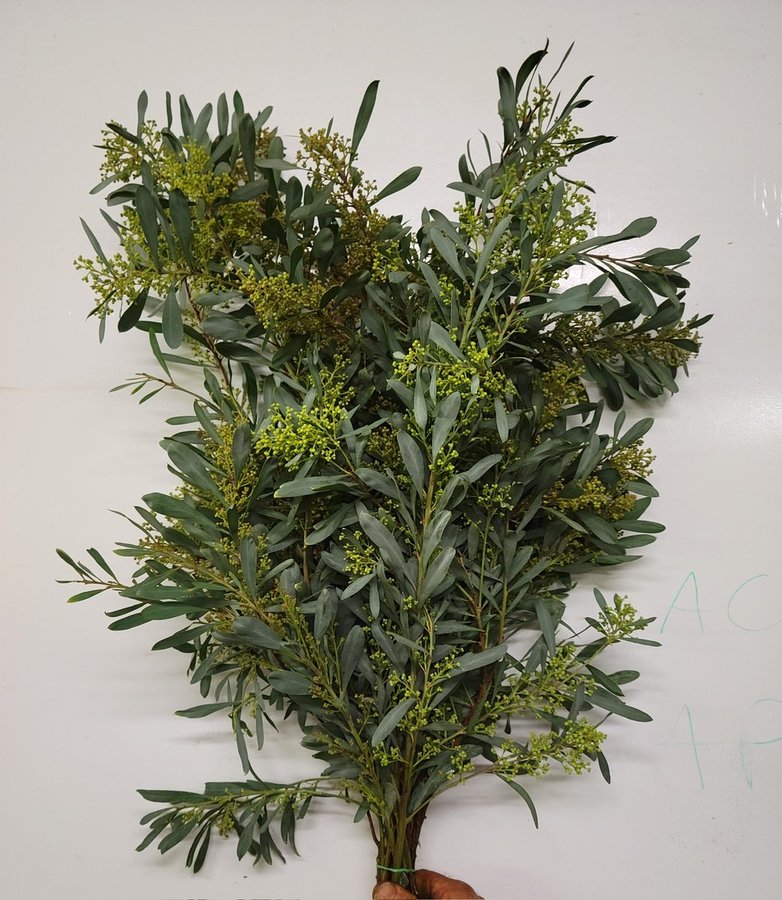 Mimosa Glauca
