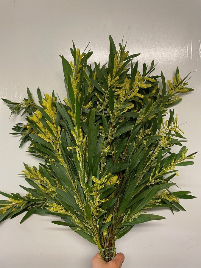 Mimosa Ciniglia