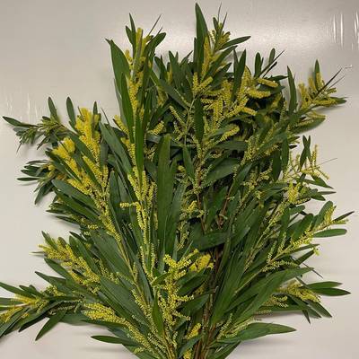Mimosa Ciniglia