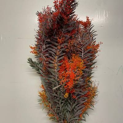 Acacia covenyi "Luna D'argento" Ass. Rossa