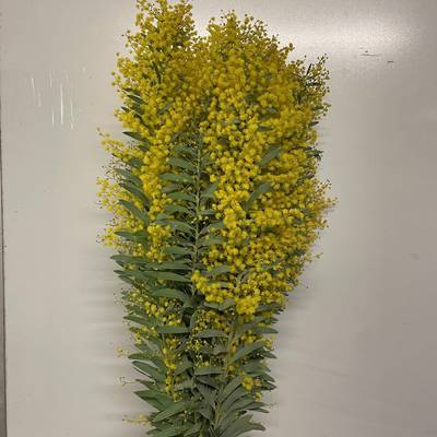Acacia covenyi "Luna D'argento" fiorita