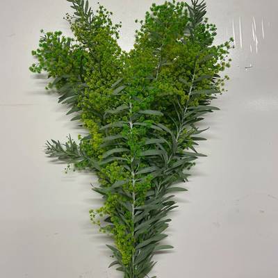 Acacia covenyi "Luna D'argento" Ass. verde