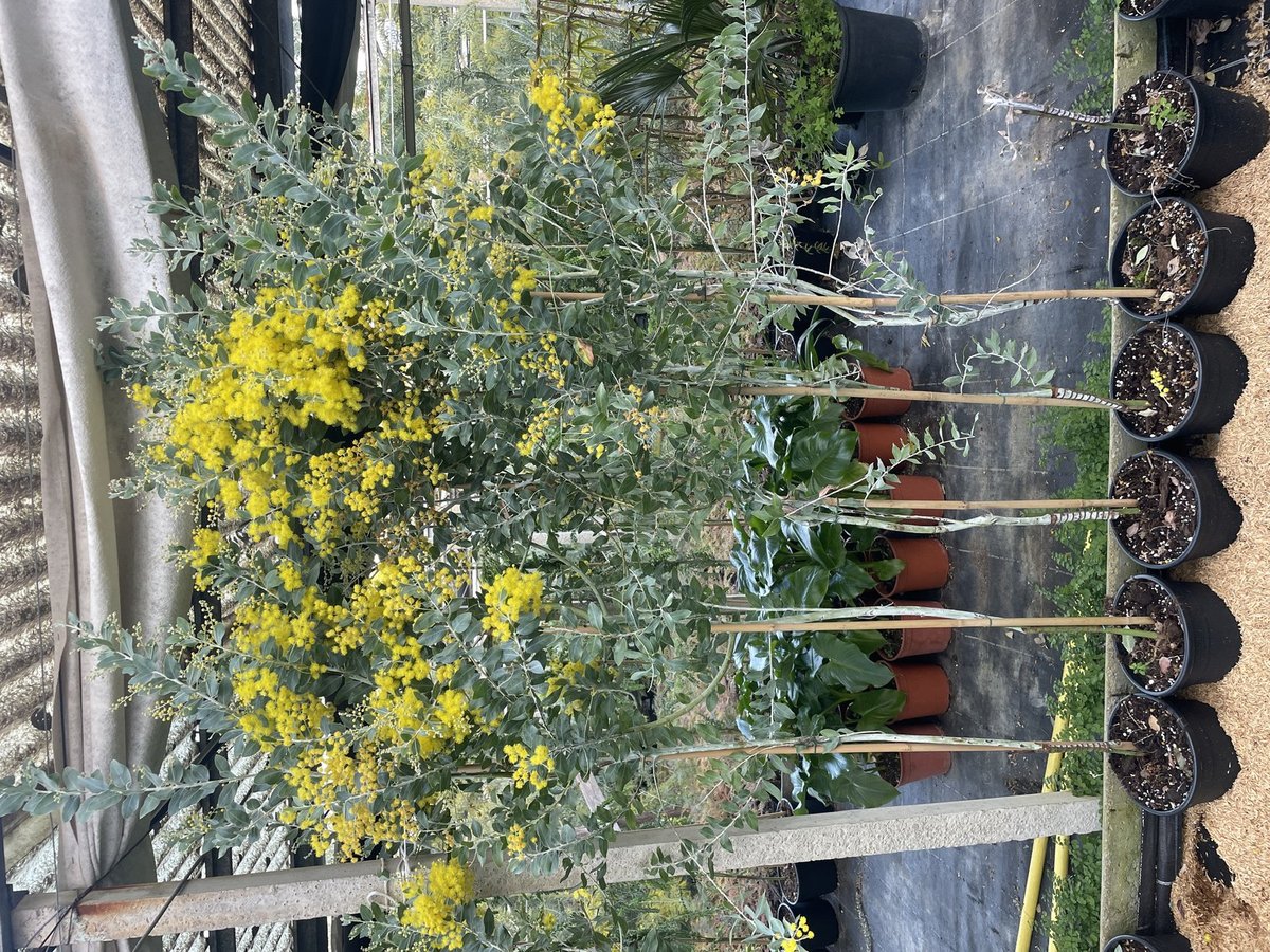 Mimosa Dennisbode