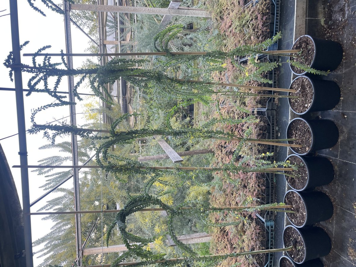 Acacia S.Helena