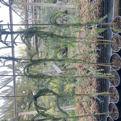 Acacia S.Helena