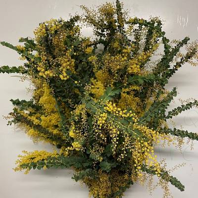Mimosa Purple Fiorita