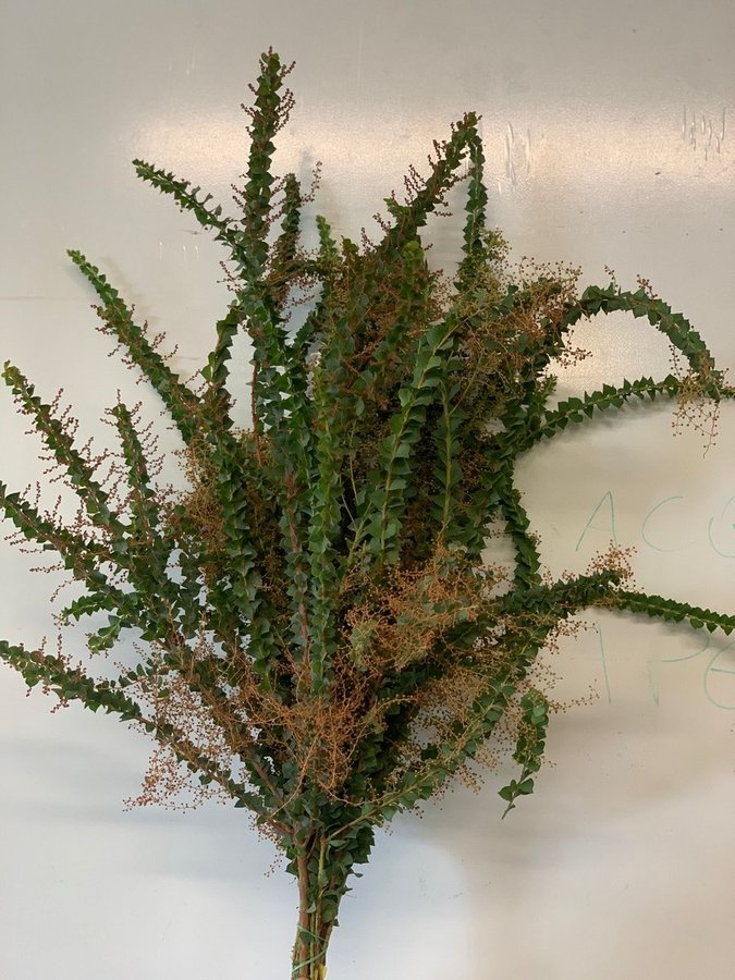 Mimosa Purple