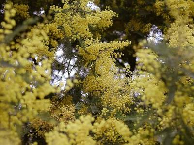 Mimosa in fioritura