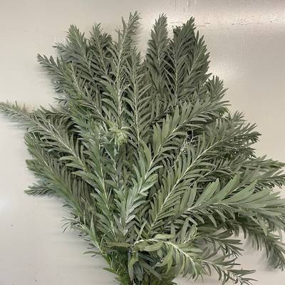 Acacia covenyi "Luna D'argento"