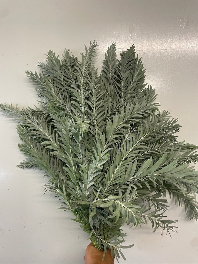 Acacia covenyi "Luna D'argento"