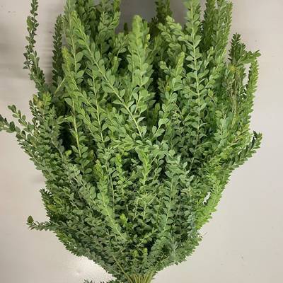 Mimosa St. Elena — Daldi