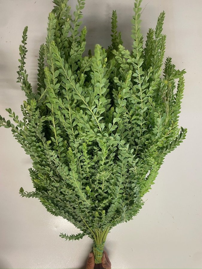 Mimosa St. Elena — Daldi