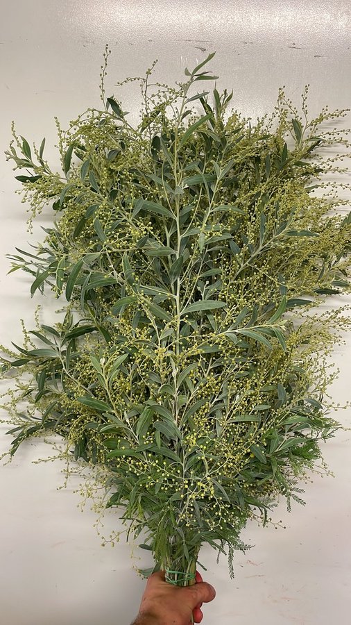 Mimosa Hanburyana