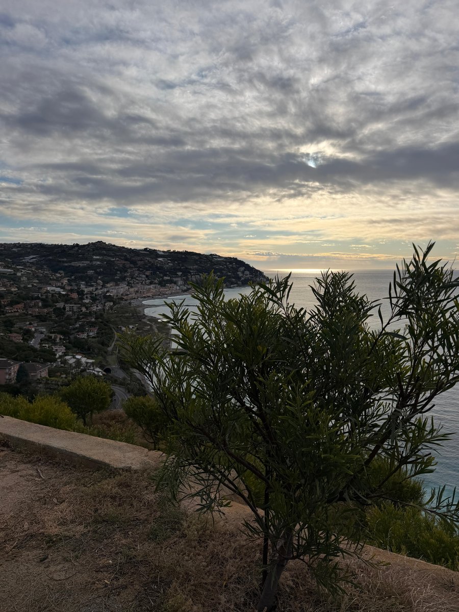 Daldi — i nostri campi di mimosa a Bordighera